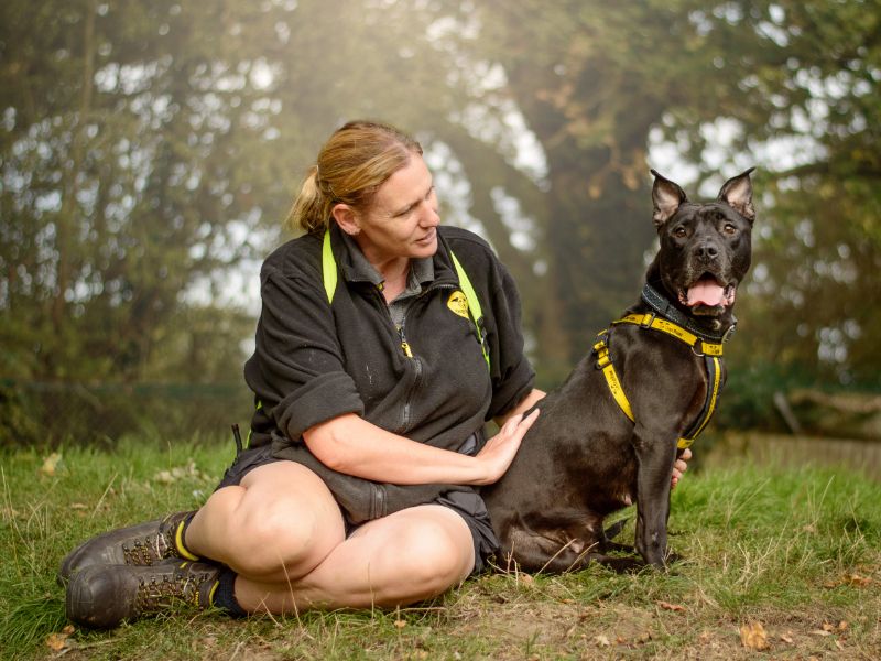 Blossom | Terrier (Staffordshire Bull) Cross | Kenilworth (West Midlands) - 2