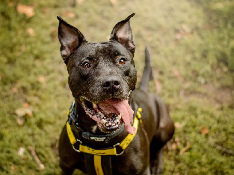Blossom | Terrier (Staffordshire Bull) Cross | Kenilworth (West Midlands) - 4