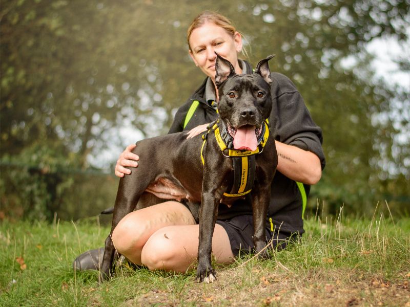 Blossom | Terrier (Staffordshire Bull) Cross | Kenilworth (West Midlands) - 5