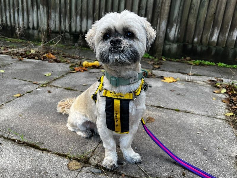 Baxter | Shih Tzu | Ilfracombe - 2