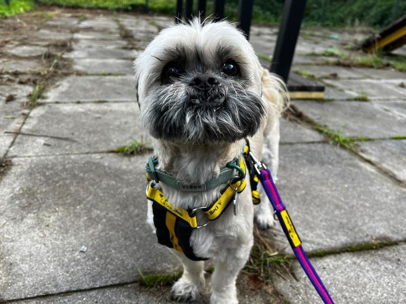 Baxter | Shih Tzu | Ilfracombe - 3