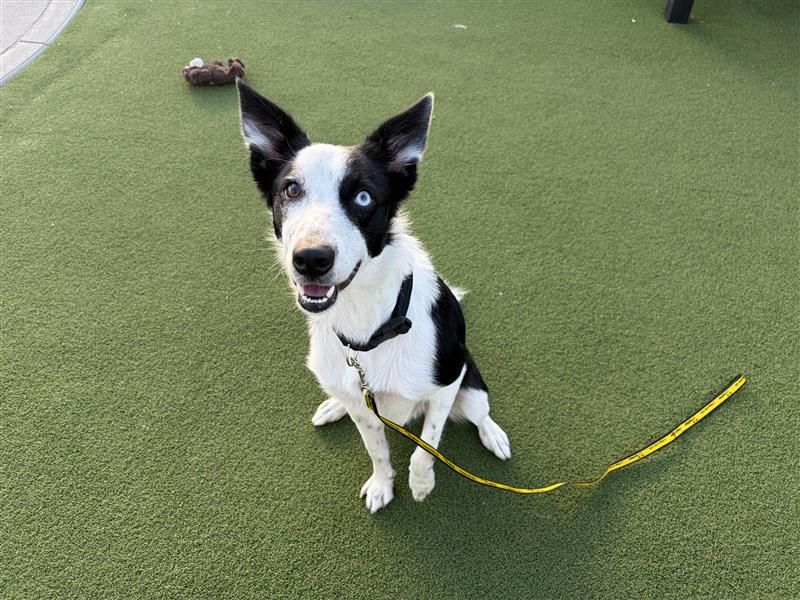 Reggie | Collie (Border) | Cardiff - 2