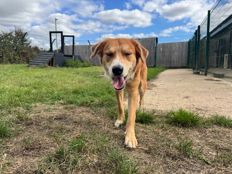 Bessy | Collie (Border) | Salisbury (Wiltshire) - 2