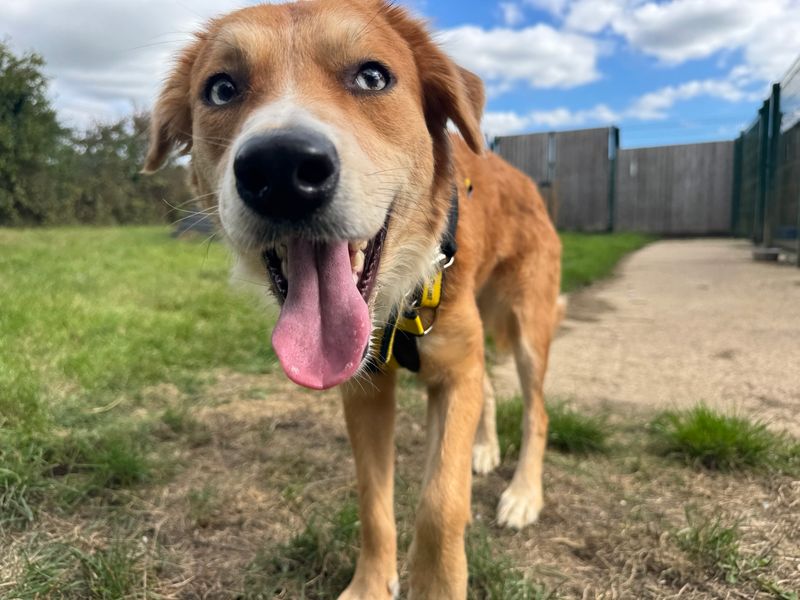 Bessy | Collie (Border) | Salisbury (Wiltshire) - 3