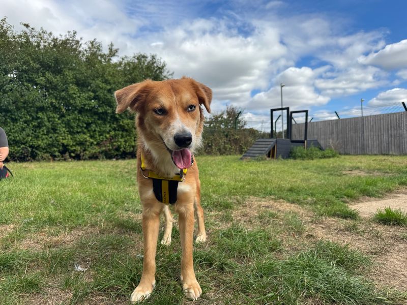 Bessy | Collie (Border) | Salisbury (Wiltshire) - 1