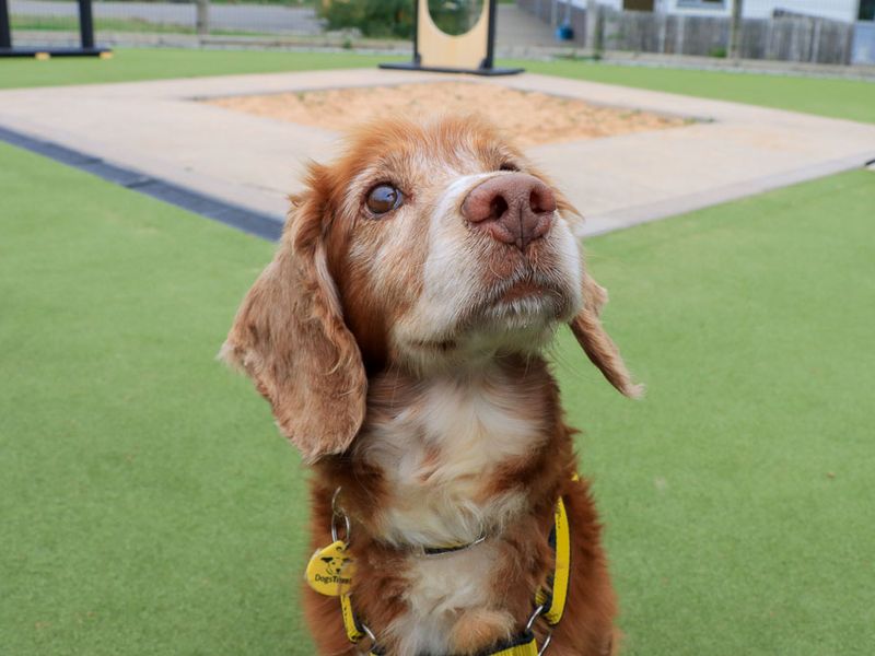 Albert | Spaniel (Cocker) | Evesham (Worcestershire) - 3