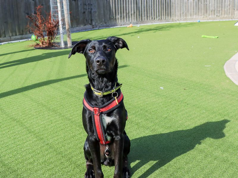 Tucker | Crossbreed | Evesham (Worcestershire) - 5