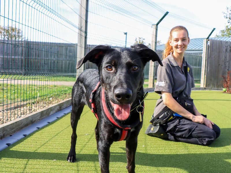 Tucker | Crossbreed | Evesham (Worcestershire) - 7