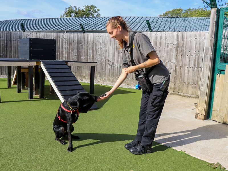 Tucker | Crossbreed | Evesham (Worcestershire) - 3