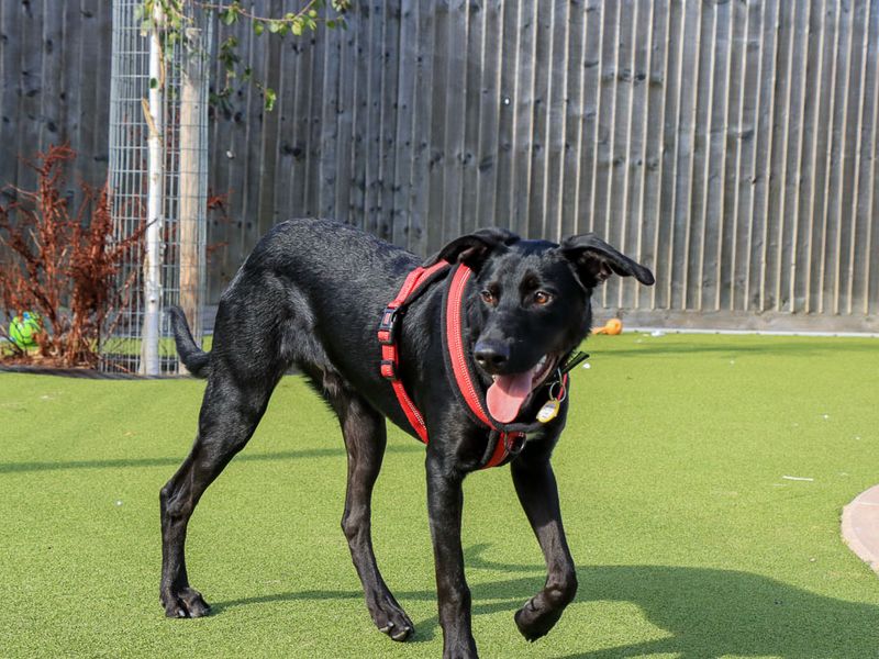 Tucker | Crossbreed | Evesham (Worcestershire) - 4