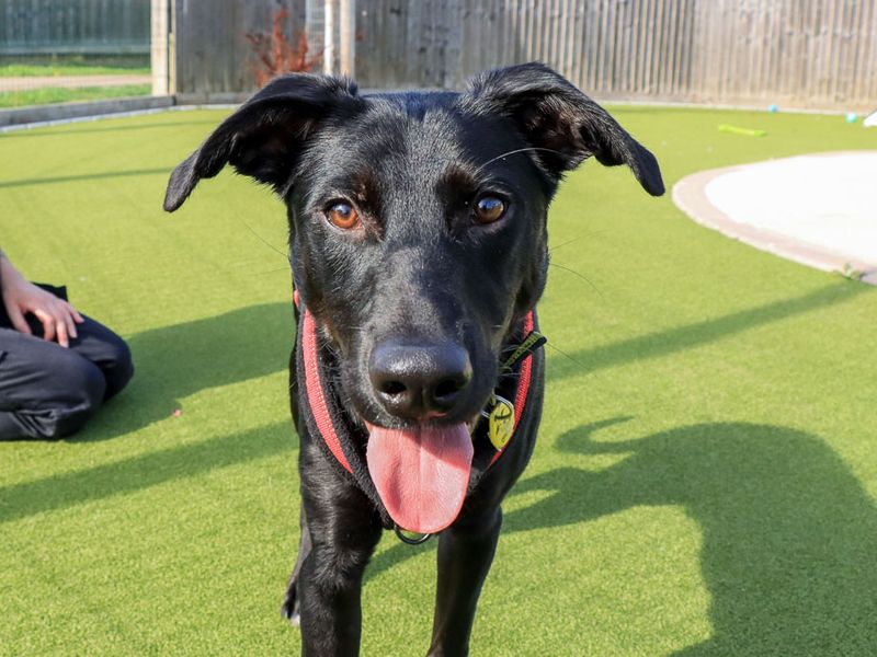 Tucker | Crossbreed | Evesham (Worcestershire) - 1