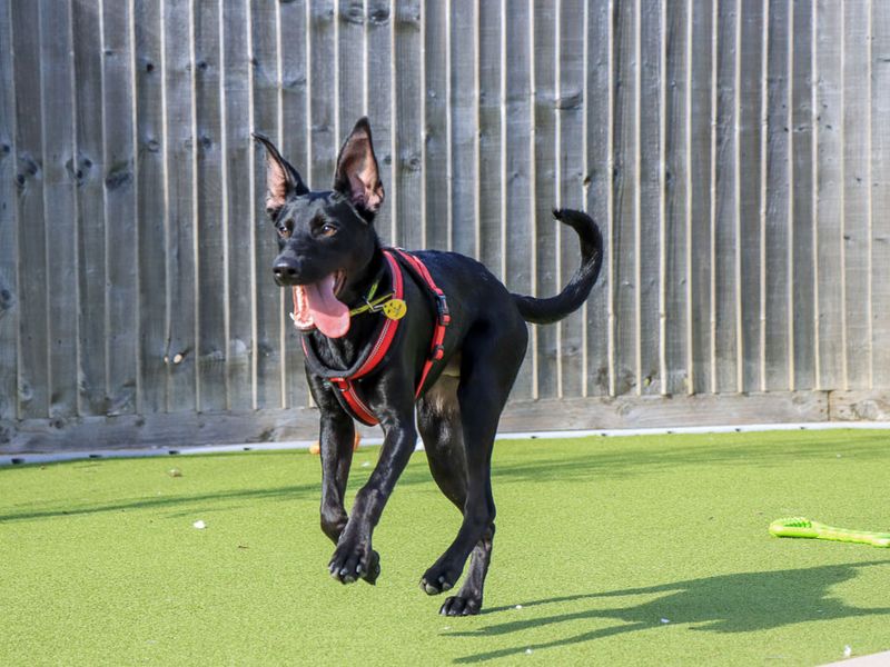 Tucker | Crossbreed | Evesham (Worcestershire) - 2