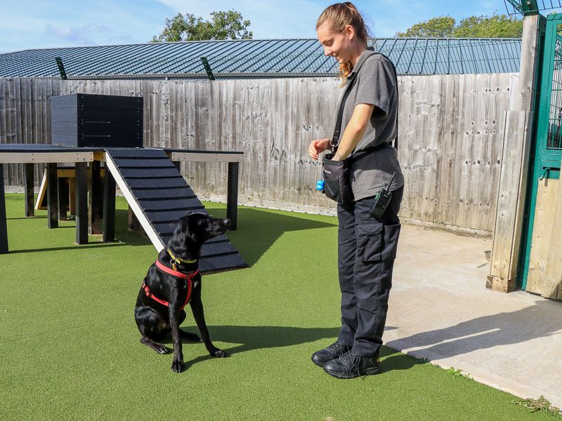 Tucker | Crossbreed | Evesham (Worcestershire) - 6