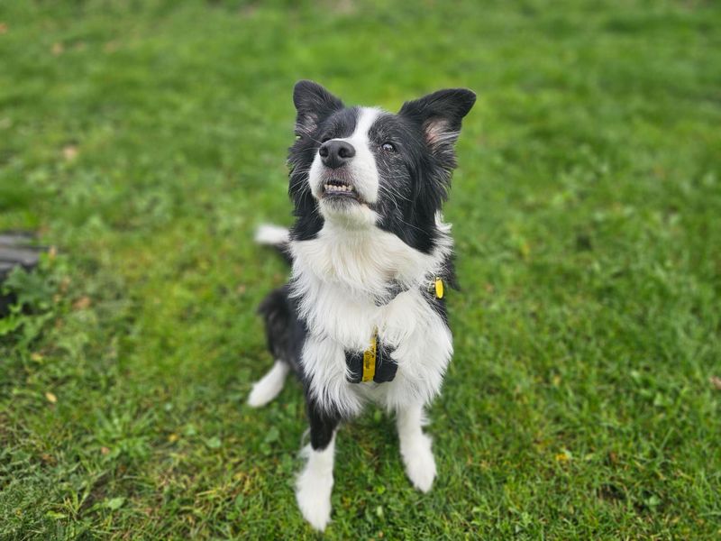 Zephyr | Collie (Border) | Newbury (Berkshire) - 1