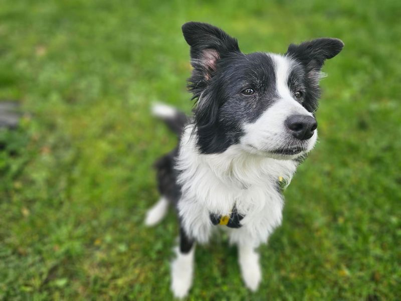Zephyr | Collie (Border) | Newbury (Berkshire) - 4