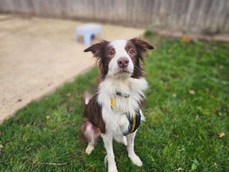 Rascal | Collie (Border) | Newbury (Berkshire) - 5