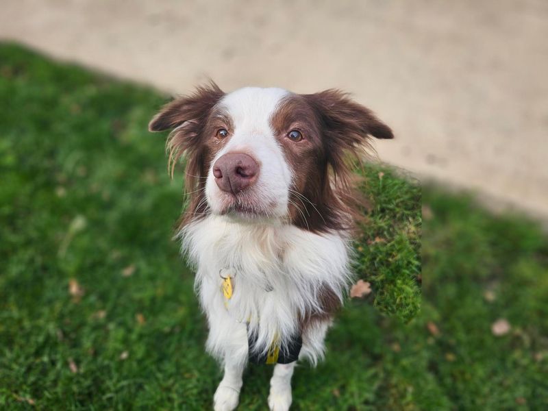 Rascal | Collie (Border) | Newbury (Berkshire) - 2