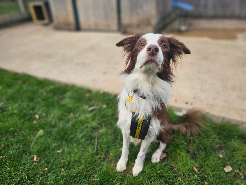 Rascal | Collie (Border) | Newbury (Berkshire) - 4