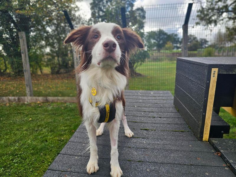 Rascal | Collie (Border) | Newbury (Berkshire) - 3