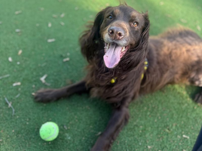 Belle | Spaniel (English Springer) | Shrewsbury (Shropshire) - 2
