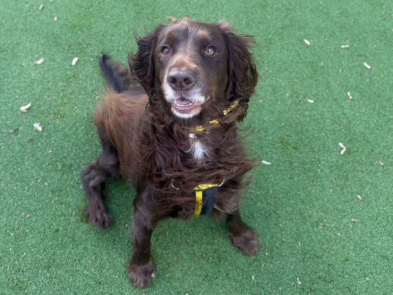 Belle | Spaniel (English Springer) | Shrewsbury (Shropshire) - 3