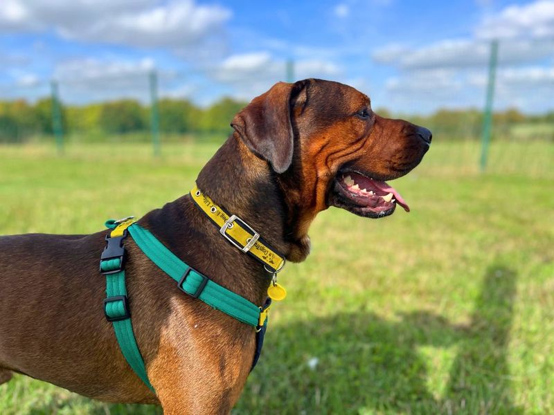 Paddy | Rhodesian Ridgeback Cross | Salisbury (Wiltshire) - 1