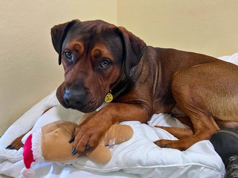 Paddy | Rhodesian Ridgeback Cross | Salisbury (Wiltshire) - 3