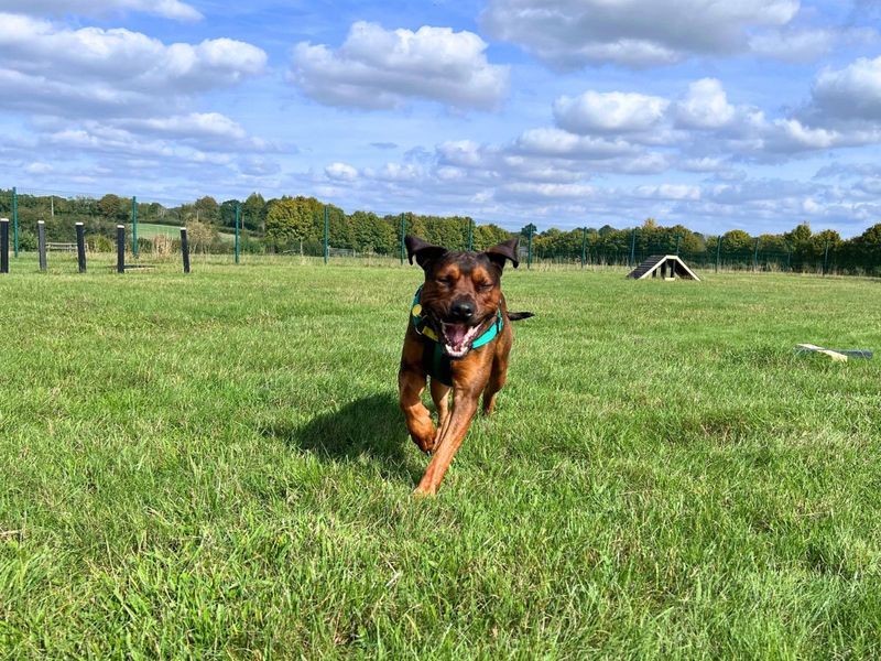 Paddy | Rhodesian Ridgeback Cross | Salisbury (Wiltshire) - 4