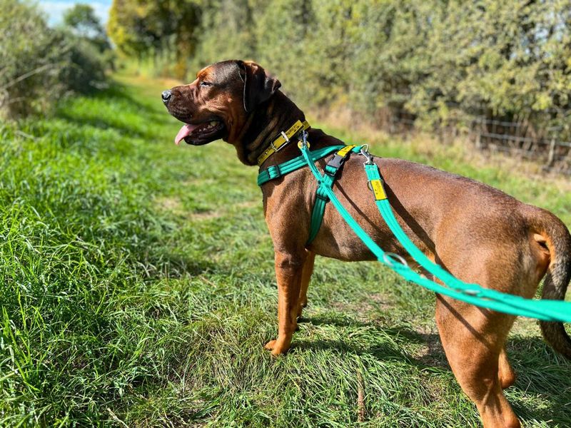Paddy | Rhodesian Ridgeback Cross | Salisbury (Wiltshire) - 2
