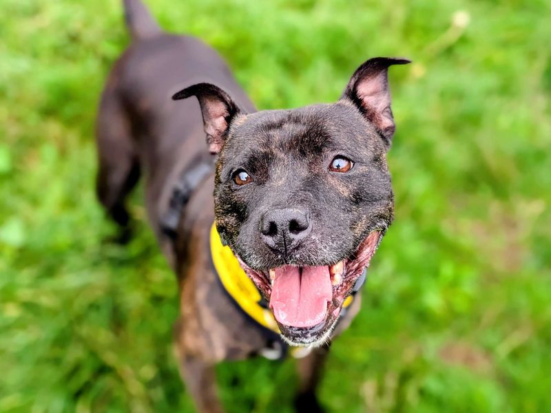 Belle | Terrier (Staffordshire Bull) | Cardiff - 3