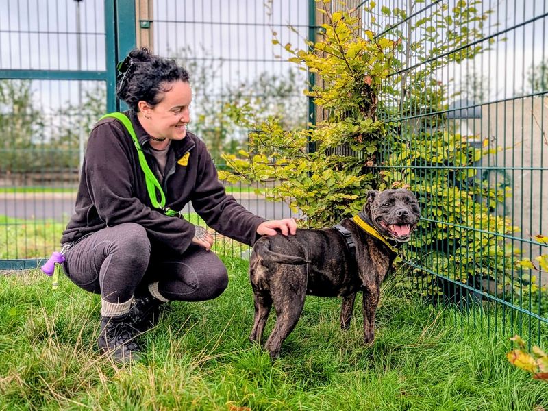 Belle | Terrier (Staffordshire Bull) | Cardiff - 4