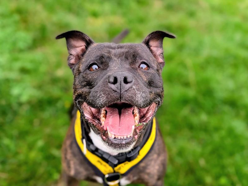 Belle | Terrier (Staffordshire Bull) | Cardiff - 5