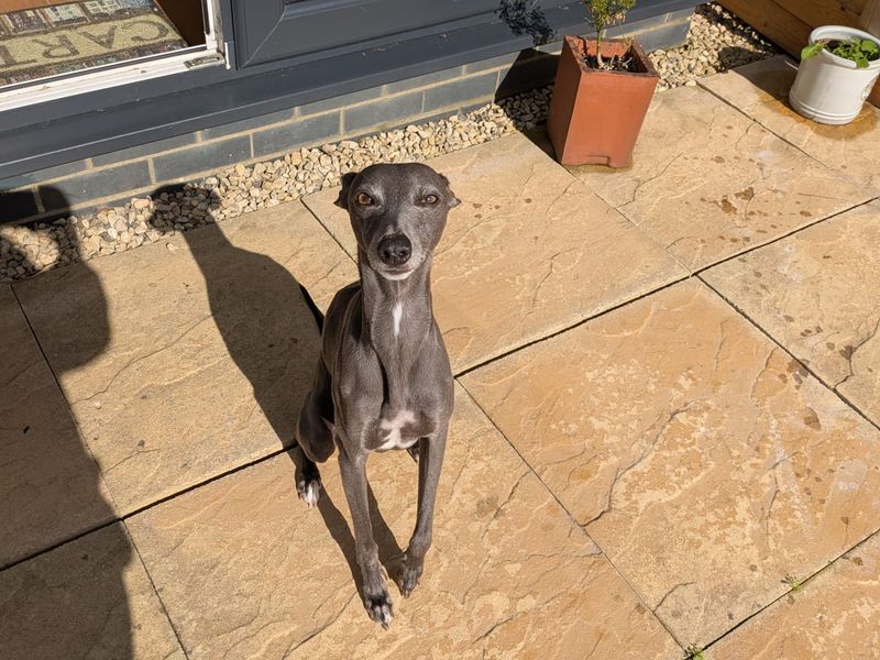 Steve | Whippet | Bridgend (Wales) - 2