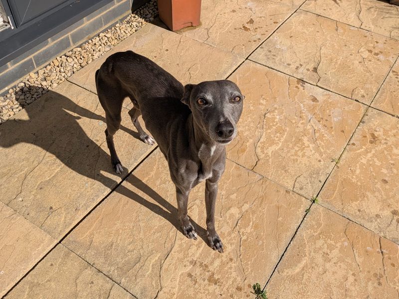 Steve | Whippet | Bridgend (Wales) - 4
