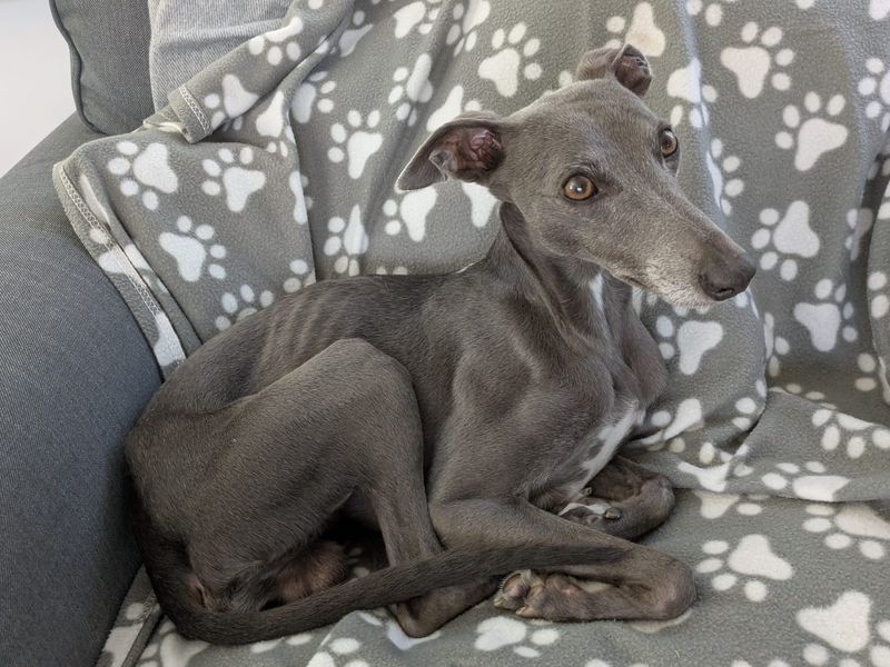Steve | Whippet | Bridgend (Wales) - 3