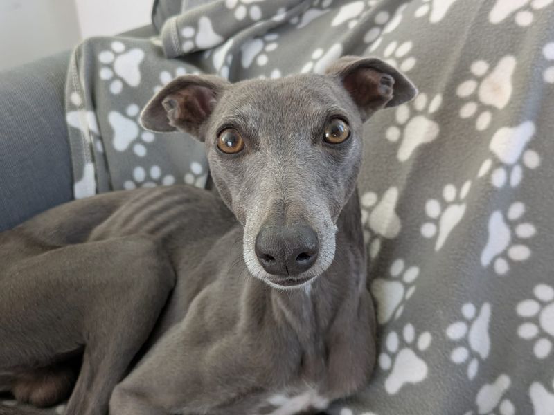 Steve | Whippet | Bridgend (Wales) - 5