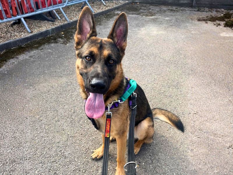 Zak | German Shepherd Dog | Salisbury (Wiltshire) - 4