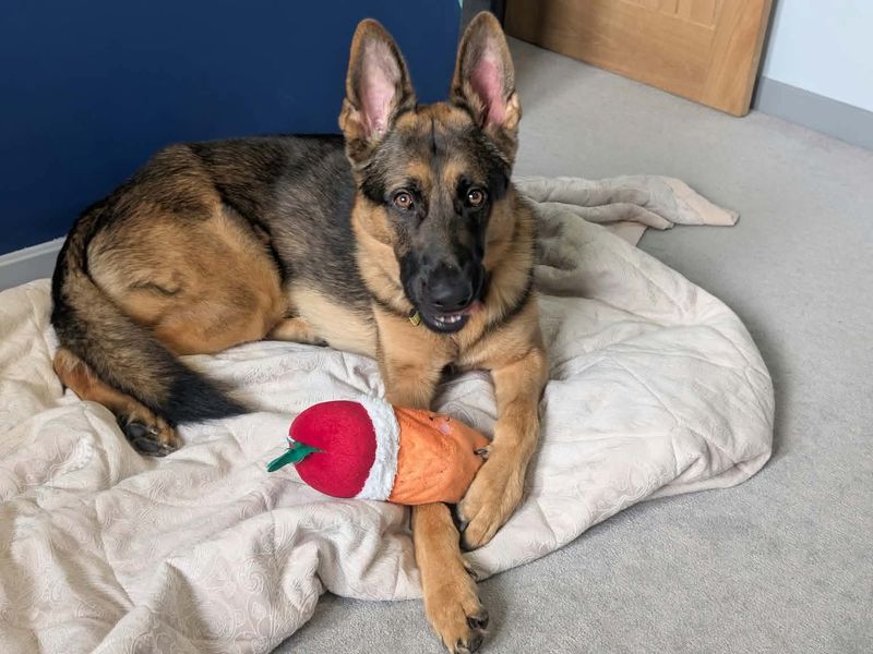 Zak