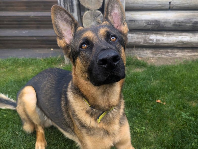 Zak | German Shepherd Dog | Salisbury (Wiltshire) - 3