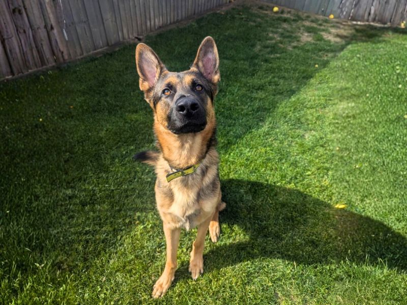 Zak | German Shepherd Dog | Salisbury (Wiltshire) - 2