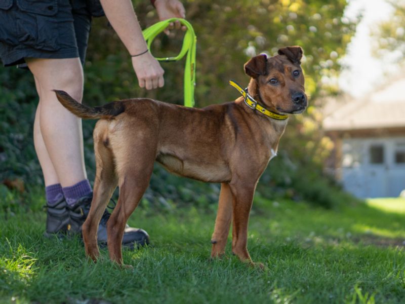 Tango | Crossbreed | Kenilworth (West Midlands) - 2