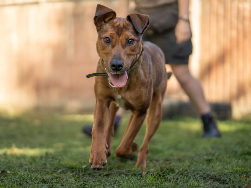 Tango | Crossbreed | Kenilworth (West Midlands) - 1