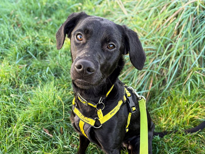 Leona | Retriever (Labrador) Cross | Shoreham (Sussex) - 2