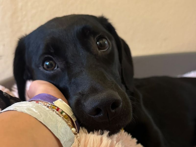 Leona | Retriever (Labrador) Cross | Shoreham (Sussex) - 3