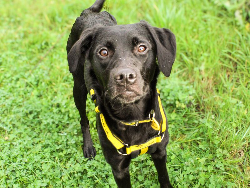 Leona | Retriever (Labrador) Cross | Shoreham (Sussex) - 1