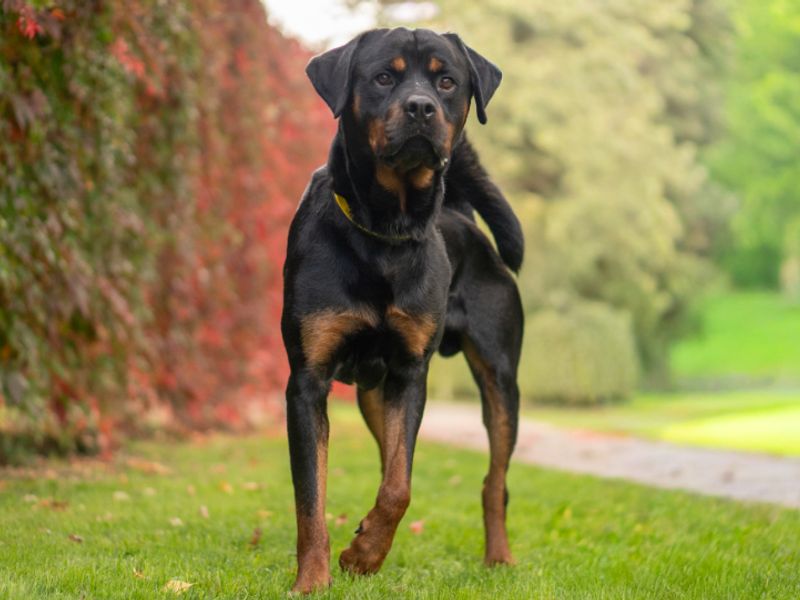 Nico | Rottweiler | Kenilworth (West Midlands) - 2