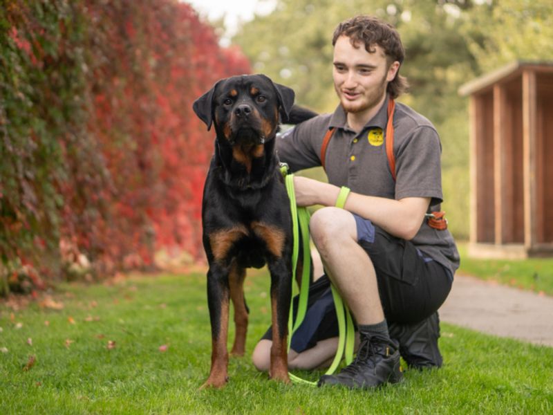 Rottweiler Dogs And Puppies For Adoption