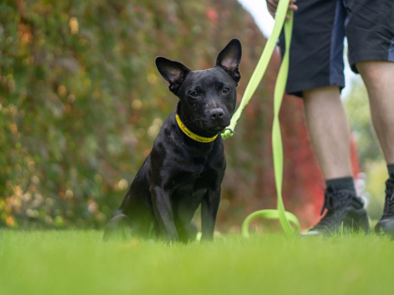 Maya | Terrier (Patterdale) | Kenilworth (West Midlands) - 3