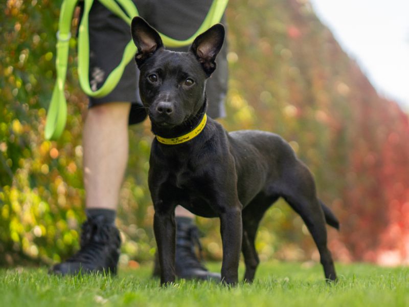 Maya | Terrier (Patterdale) | Kenilworth (West Midlands) - 1