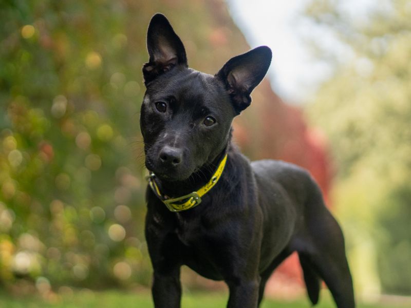 Maya | Terrier (Patterdale) | Kenilworth (West Midlands) - 2
